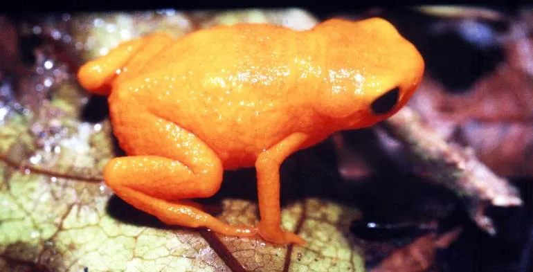 A close-up image of a tiny orange colored frog
