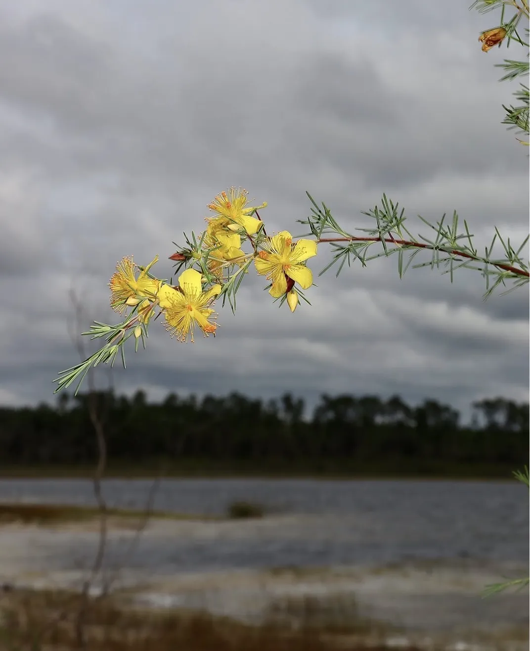 a thin branch of a plant with a clump of bright yellow flowers near the end