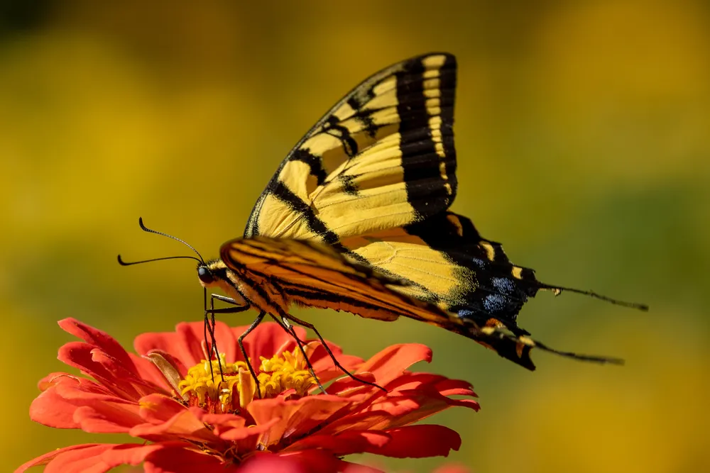 yellow on orange
