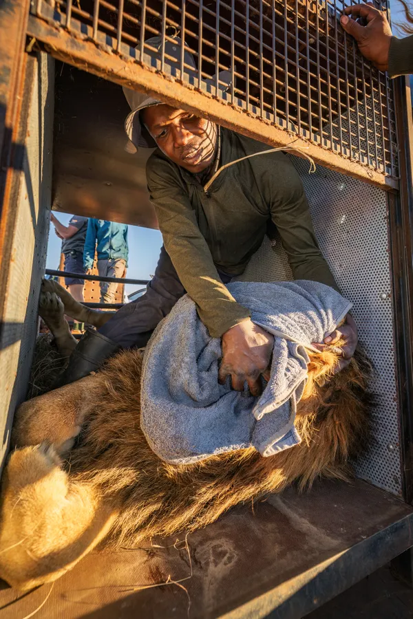South Africa's Captive Lions thumbnail