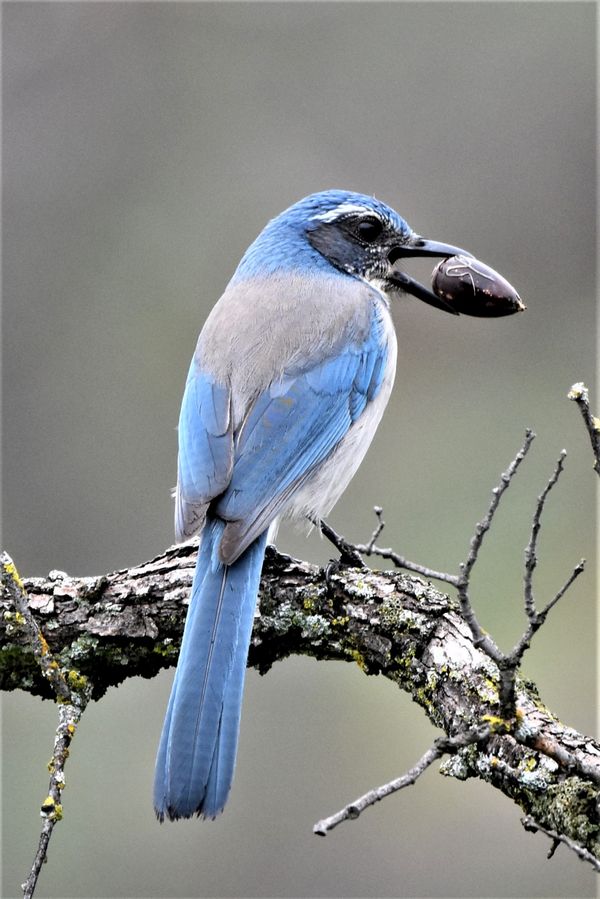 Scrub Jay thumbnail