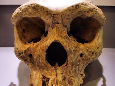 In 1921, a miner found Kabwe 1, also called the Broken Hill Skull.