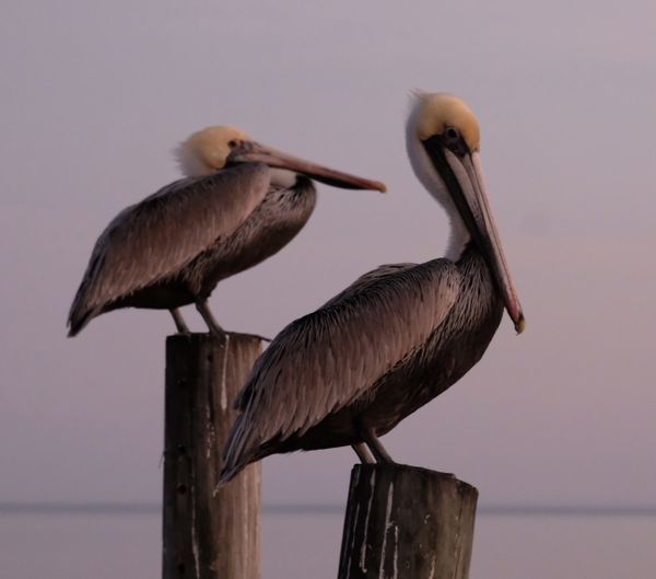 Pelicans Perched on Posts thumbnail