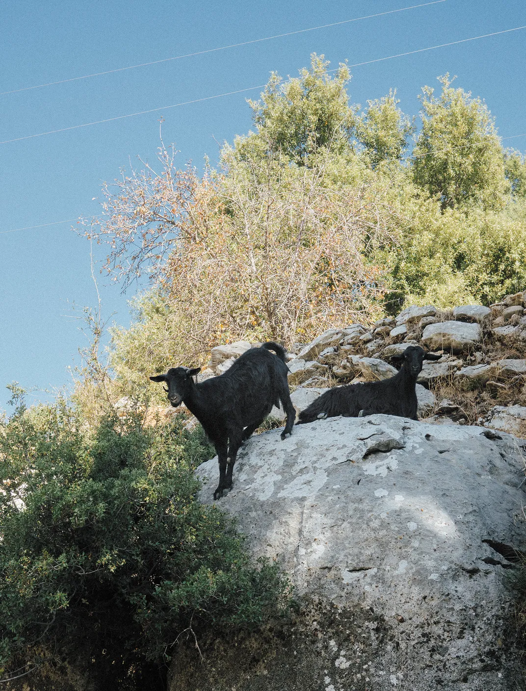 Goats in Koprulu Canyon