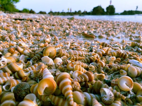 A Beach Full of Seashells thumbnail