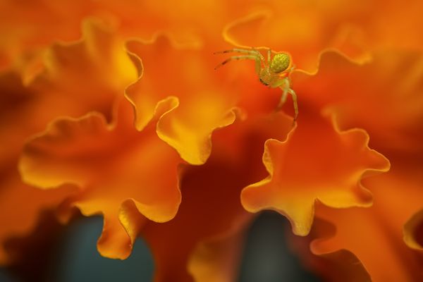 A Crab Spider on Marigold petals. thumbnail