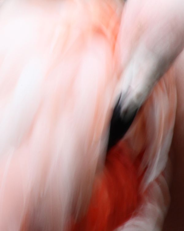 Chilean Flamingo thumbnail