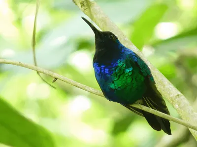 Dedicated Scientists and Birdwatchers Tracked Down These Five ‘Lost’ Birds image