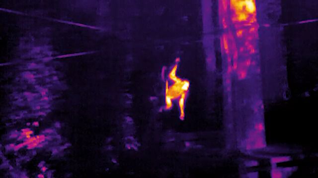 Thermal Orangutan