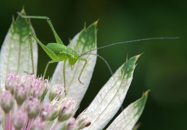 Speckled bush-cricket nymph thumbnail