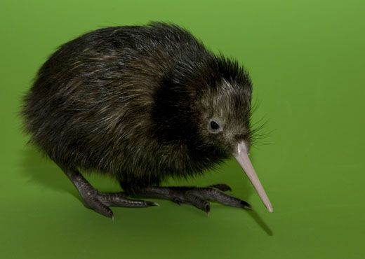 Have You Ever Met A Kiwi Who Was Just Named Hiri Down By The Zoo At The Smithsonian Smithsonian Magazine