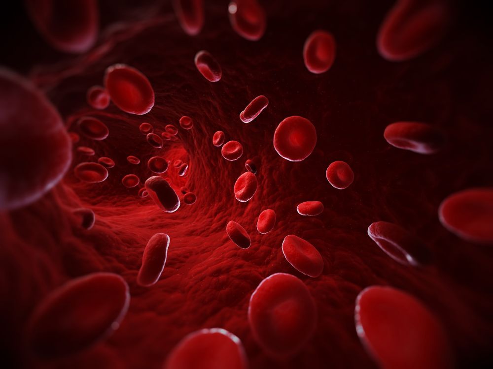 Computer illustration of red blood cells in a blood vessel