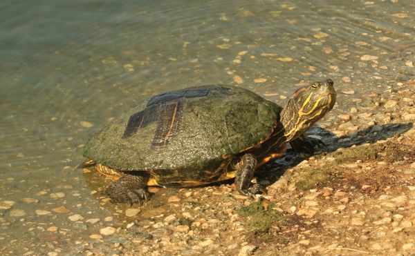 A turtle at edge of water thumbnail