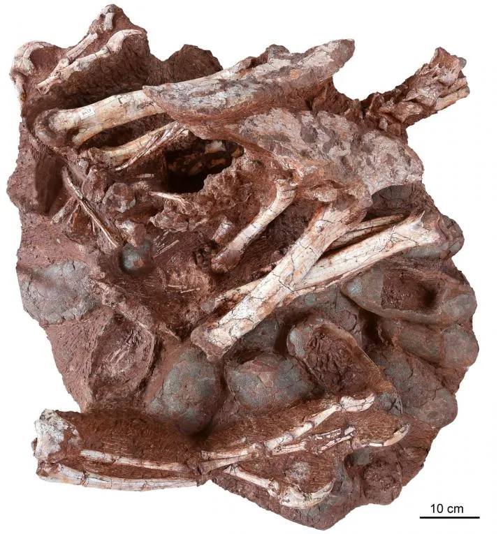 For the First Time, Paleontologists Unearth Fossil of Non-Avian Dinosaur  Incubating a Nest of Eggs | Smart News| Smithsonian Magazine