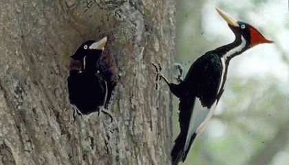 The Hero Who Convinced His Fellow Ornithologists of the Obvious: Stop Shooting Birds and Watch Them Instead