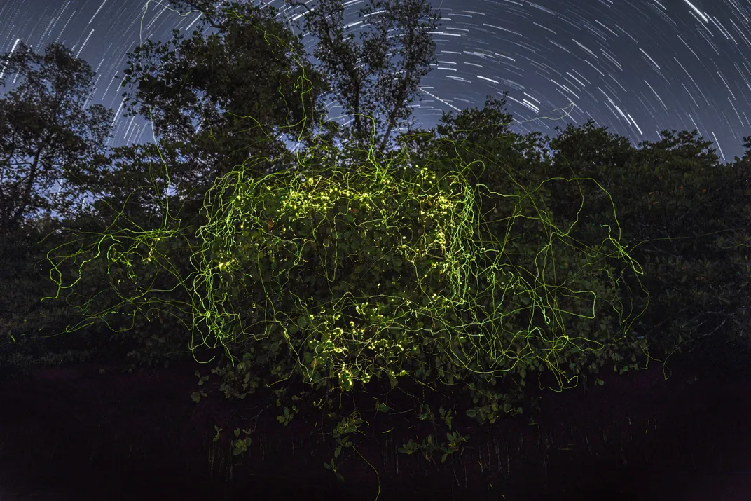 star trails and squiggly yellow lines glow amid a dark forest scene