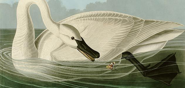 John James Audubon Trumpeter Swan
