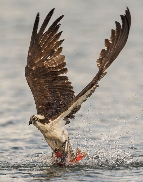 Osprey With Red Kokanee Salmon thumbnail