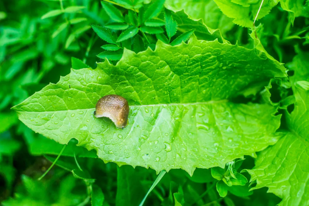 Slug