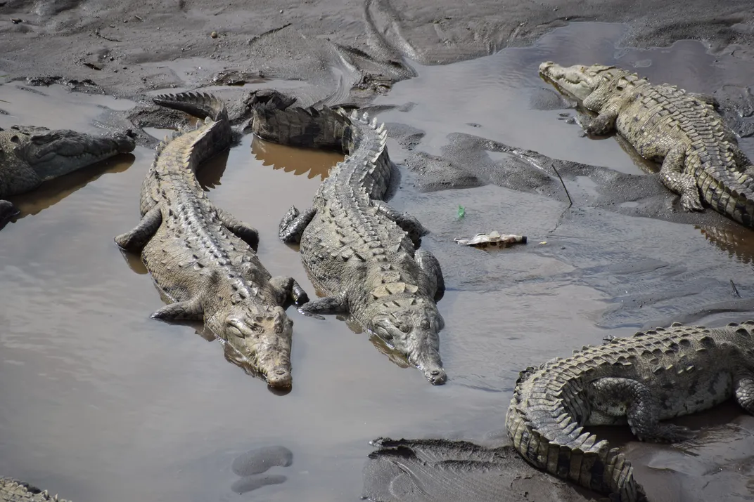 Crocodiles along the Tarcóles River