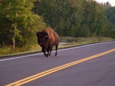 A bison takes a stroll down the road in Elk Island National Park, Alberta