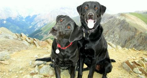 These dogs have hiked