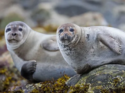 Researchers say photo recognition could help scientists learn more about how seals move around.
