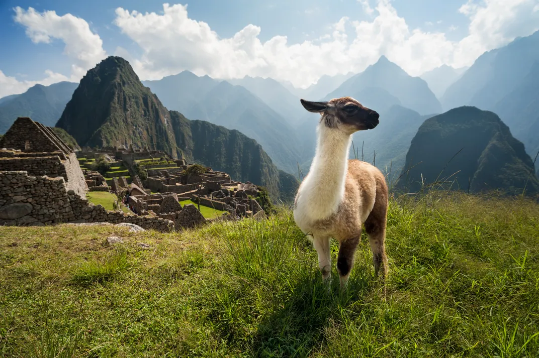 Llamas