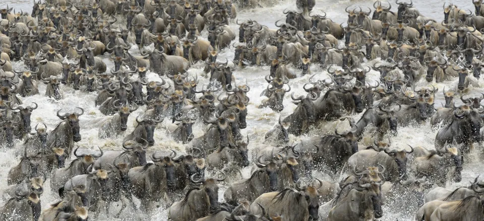  Wildebeest on the move during the Great Migration 