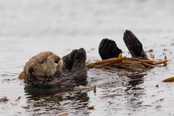 A relaxing Sea Otter thumbnail
