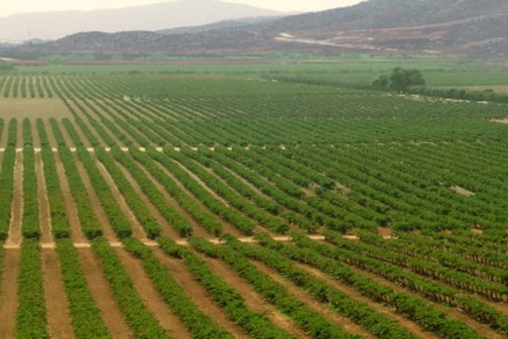 Vineyards