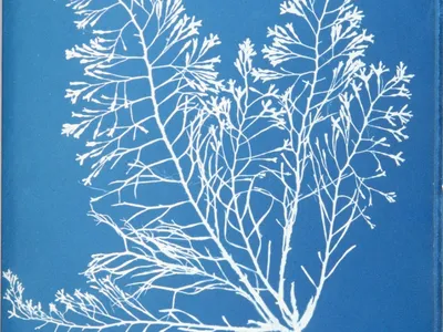 A cyanotype photogram from "Photographs of British Algae."