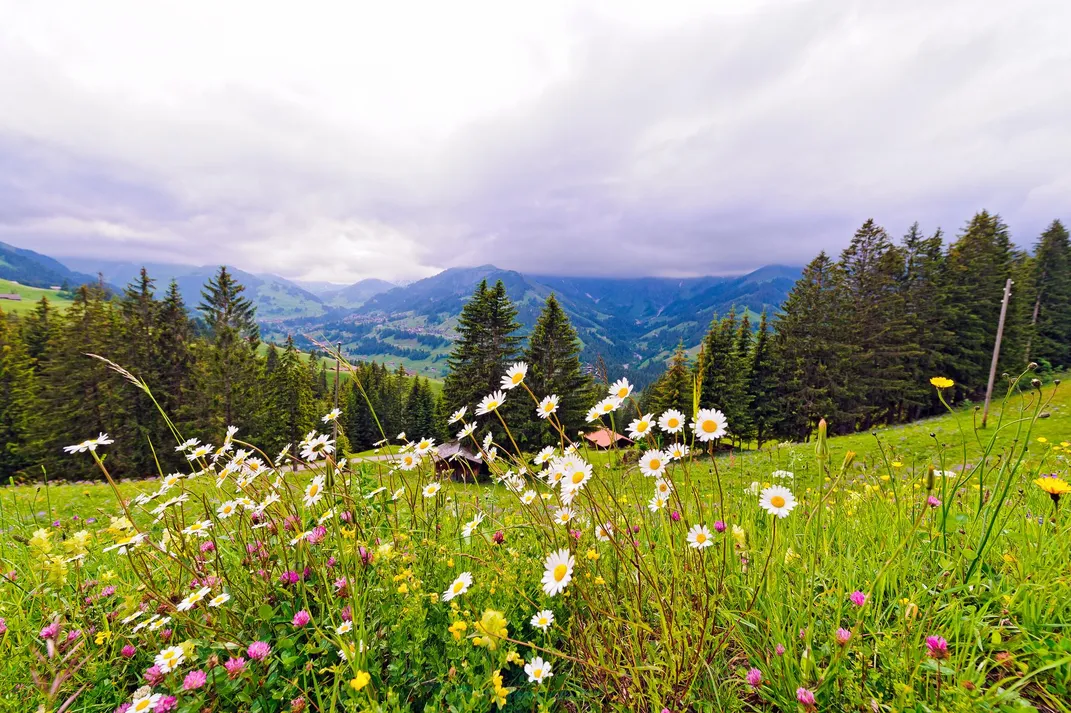 Adelboden Flower Trail