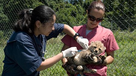 It is National Zookeeper week, to celebrate the National Zoo will be hosting a discussion panel with several of the zookeepers Wednesday night.