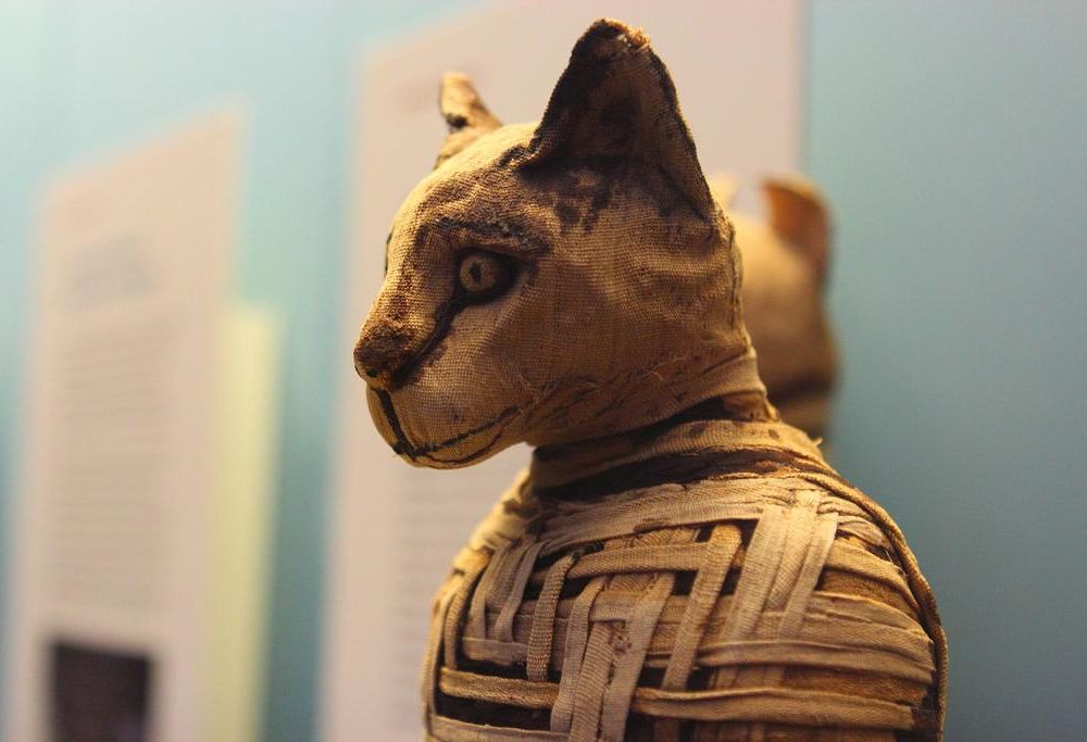 Cat Mummy