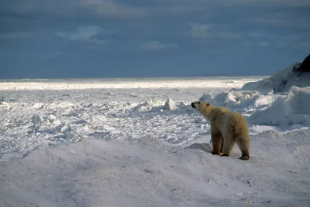 As the climate changes, polar bears are increasingly coming into contact with people.