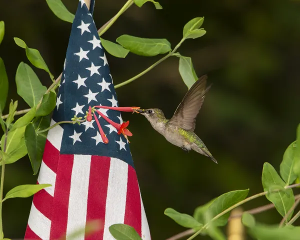 Ruby-throated hummingbird nectaring by American flag thumbnail