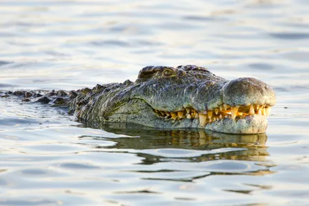 Tell that crocodile, if he says he's got beef that I'm a vegetarian and I'm not scared of him.