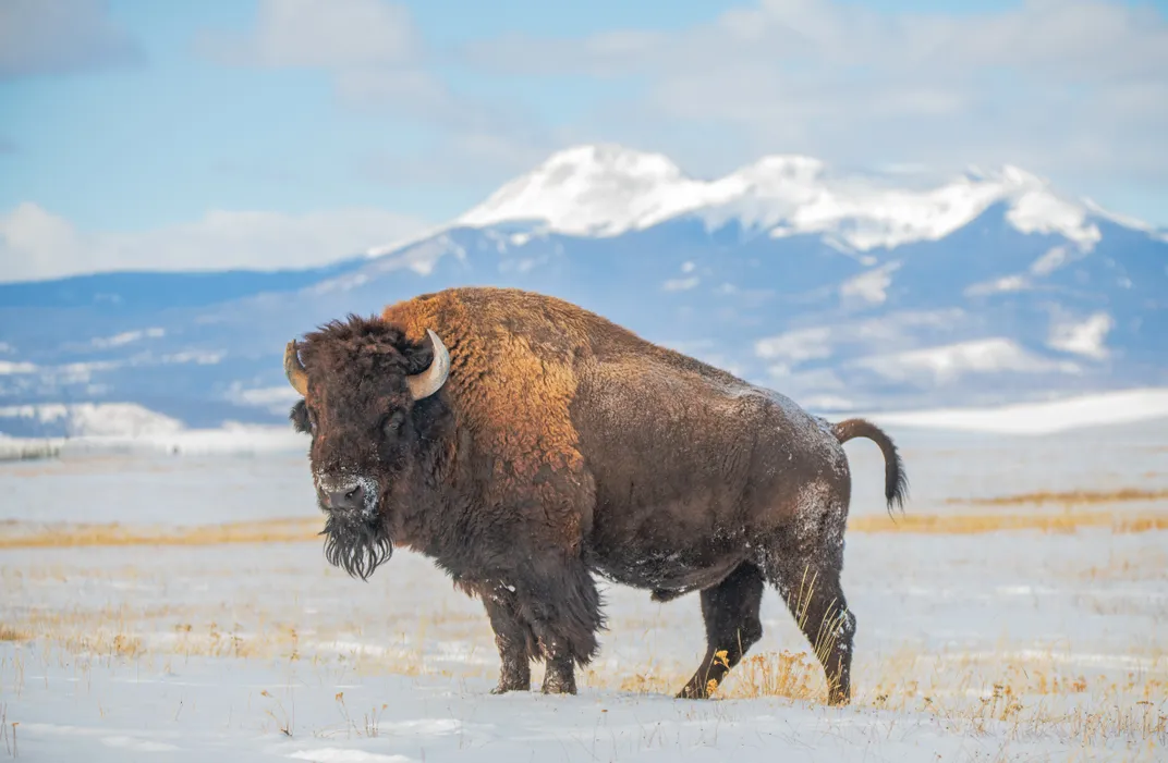 Bison