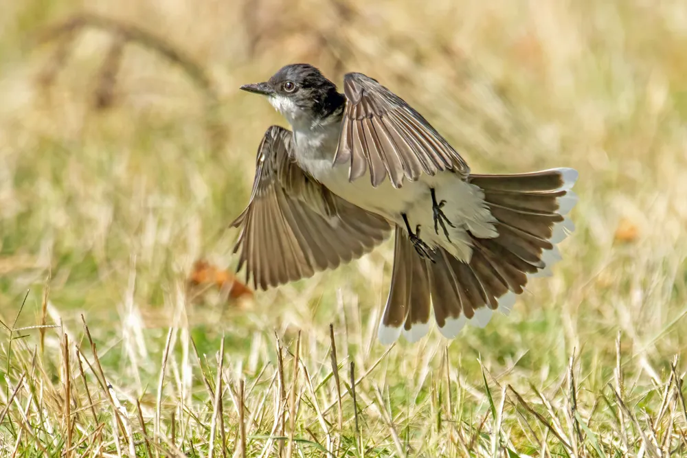 A kingbird taking off to fly.
