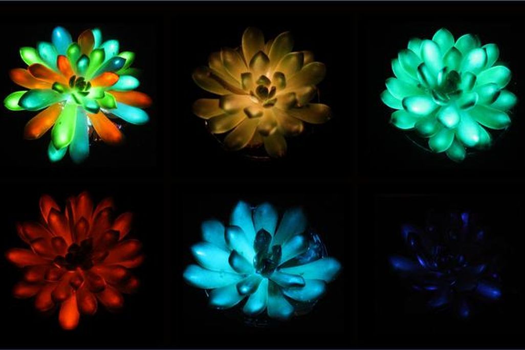 The research team's glowing succulents in blues, greens, reds and oranges.