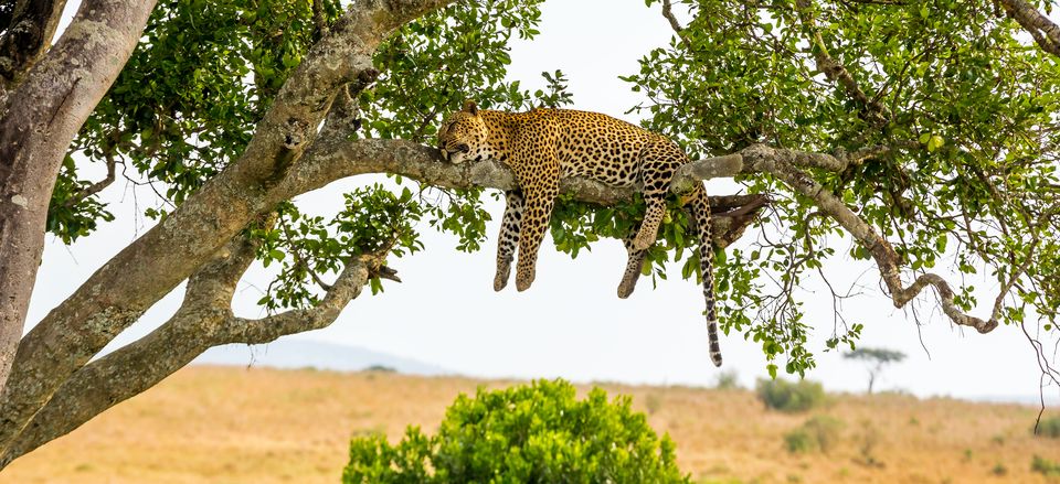  African leopard pauses for an afternoon nap, Masai Mara National Reserve, Kenya (Dec 2022 departure) 
