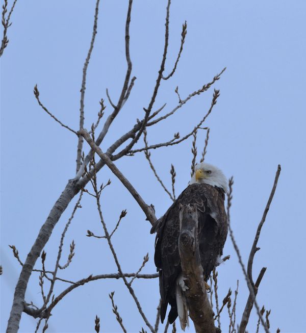 Eagle Eye thumbnail