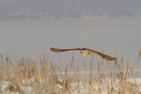Owl-inspired innovations can reduce noise by as much as 10 decibels, similar to the difference in noise between a passing truck and a passing car.