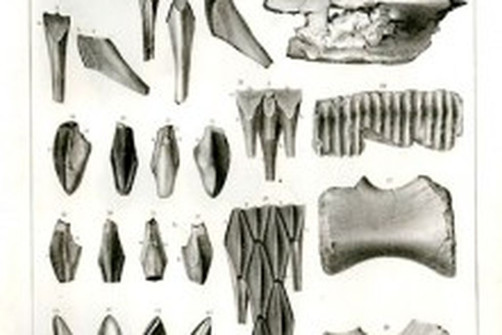 20110520083127hadrosaurus-lithograph-221x300.jpg