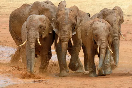 Elephants&#39; wrinkly trunks might serve a purpose and reveal whether the individual prefers to bend the handy appendage to the right or the left.
