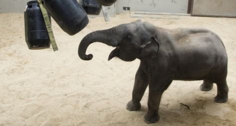 Kandula, the zoo's resident genius, plays with enrichment items