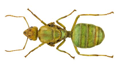 How Can Ant and Termite Queens Live So Long?