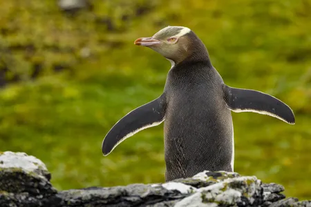 After female penguins lay eggs, parents take turns warming the nest during the roughly 43-day incubation period.