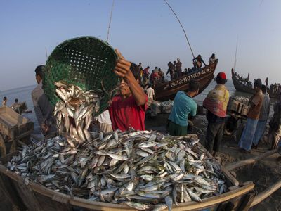 Fish caught for drying in a village in Bangladesh